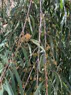 Image of river peppermint gum