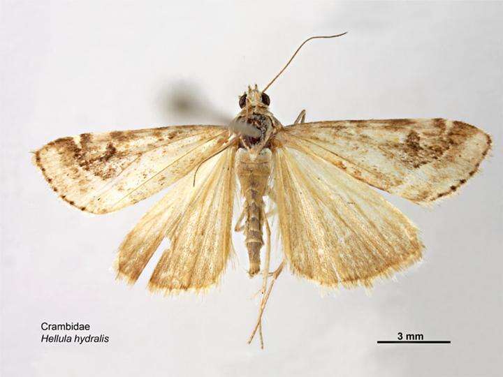 Слика од Hellula hydralis Guenée 1854