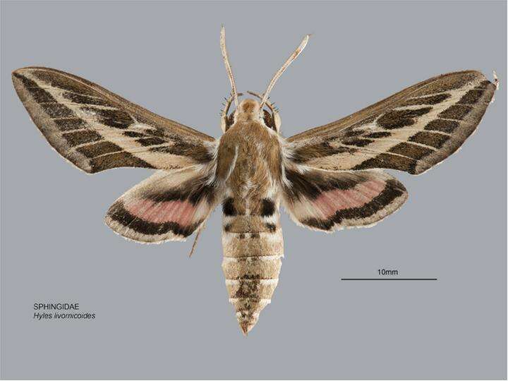 Image of Hyles livornicoides (Lucas 1892)