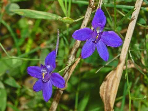 Image of forking larkspur