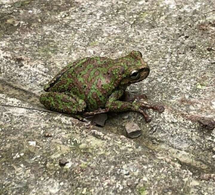 Image of Guatemala Spikethumb Frog