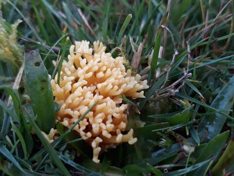 Image of Clavulinopsis corniculata (Schaeff.) Corner 1950