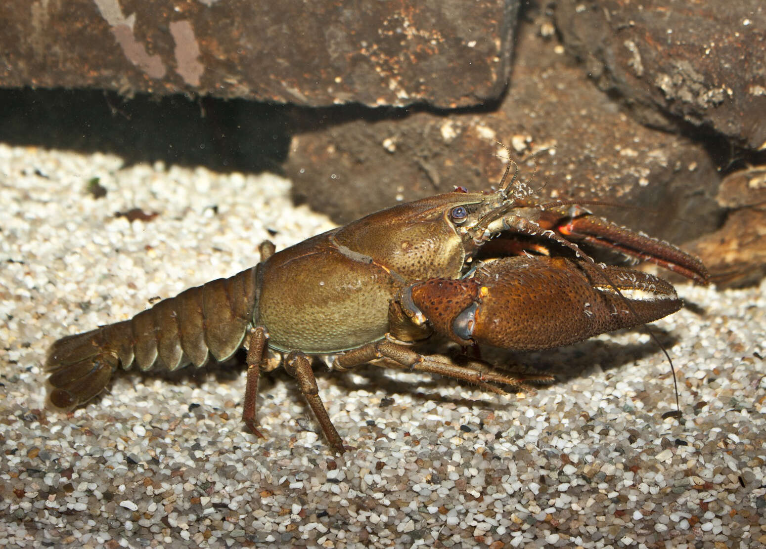 Image of Broad-clawed Crayfish