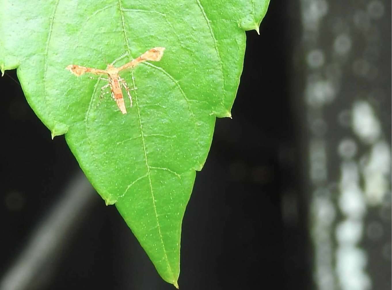 Image de Nippoptilia cinctipedalis Walker 1864