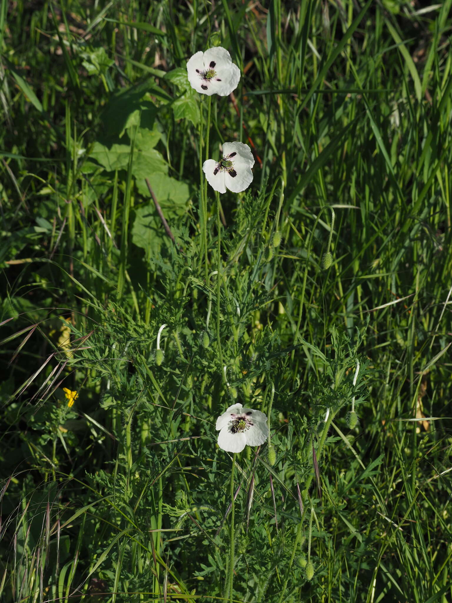 Image of Papaver albiflorum subsp. austromoravicum K. Kubat