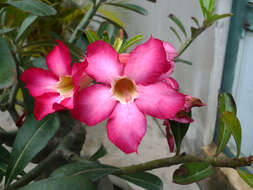 Image of Desert Rose