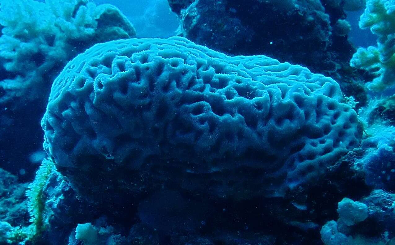 Image of Wrinkle Coral
