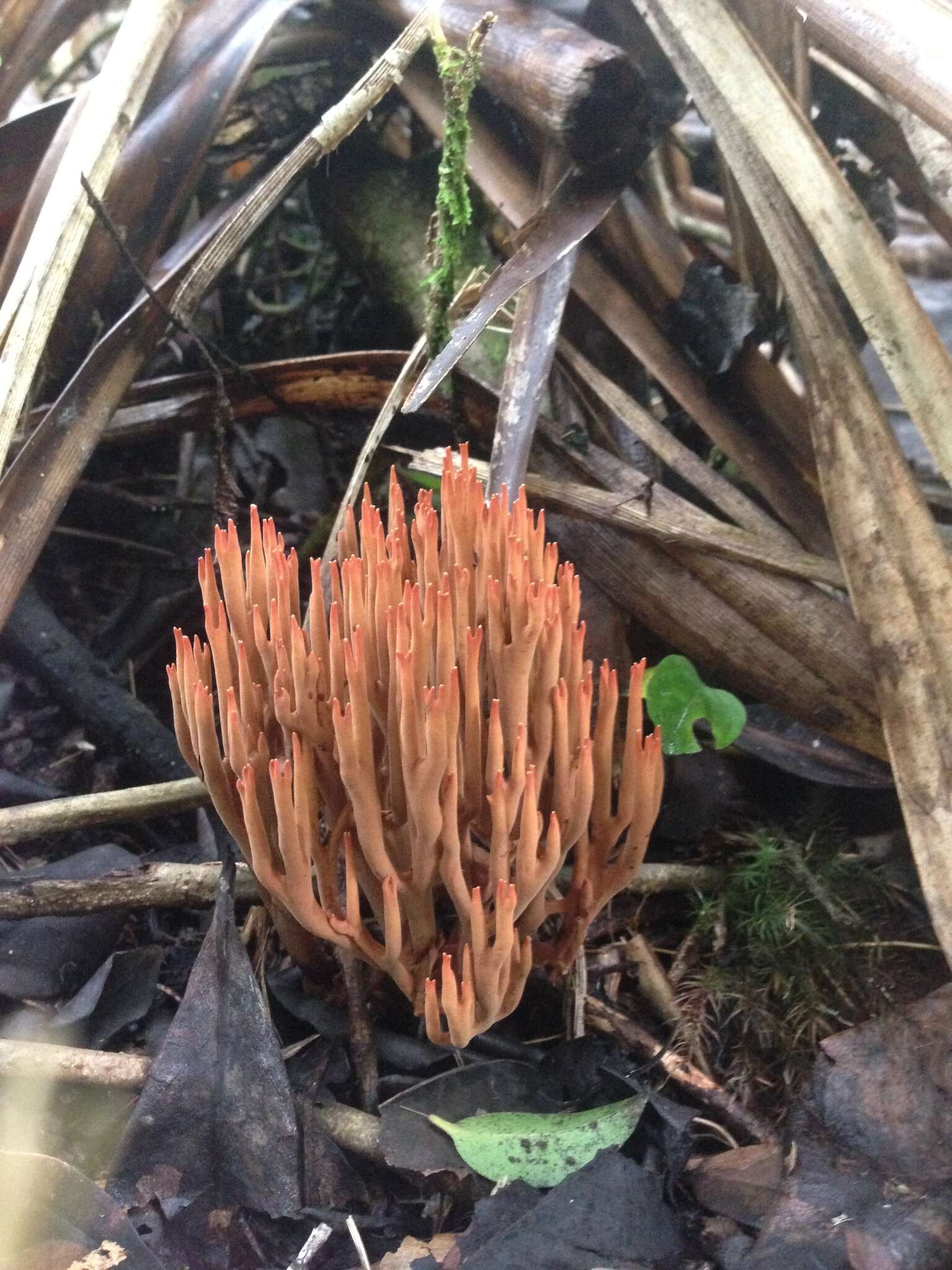 Image of Ramaria fragillima (Sacc. & P. Syd.) Corner 1950