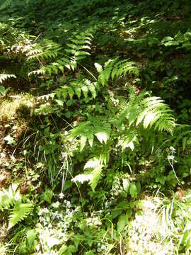 Image of Bracken