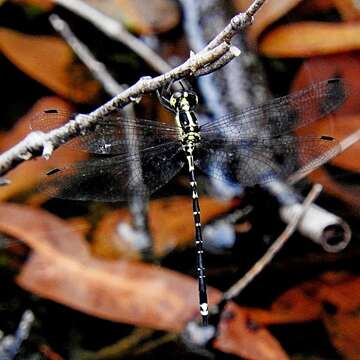 Image of Choristhemis Tillyard 1910