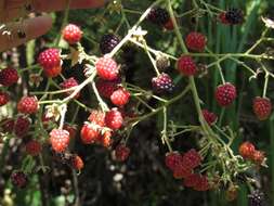 Image de Rubus urticifolius Poir.