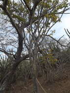 Слика од Zanthoxylum arborescens Rose