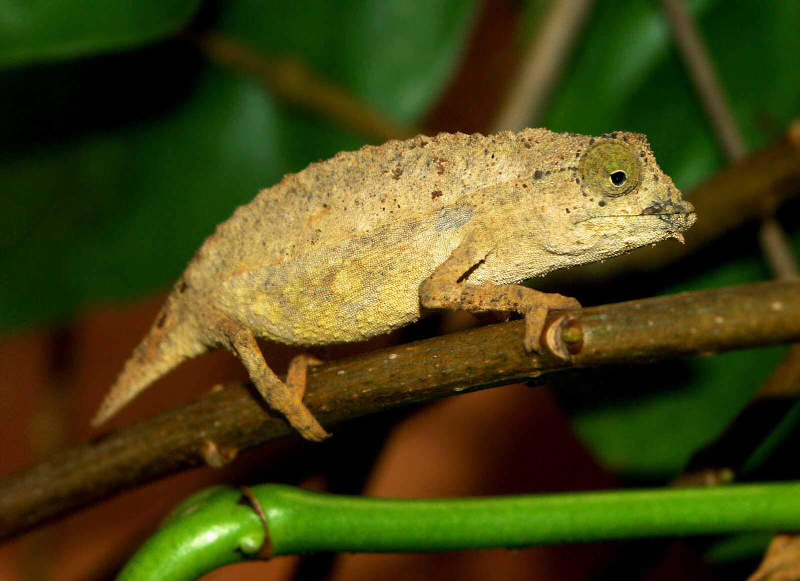 Plancia ëd Rieppeleon brevicaudatus (Matschie 1892)