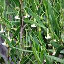 Image de Eremophila deserti (Cunn. ex Benth.) R. J. Chinnock