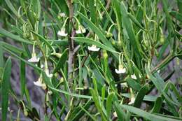 Image de Eremophila deserti (Cunn. ex Benth.) R. J. Chinnock