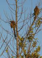 Image of White-backed Mousebird