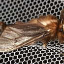 Image of Lewin's Case Moth