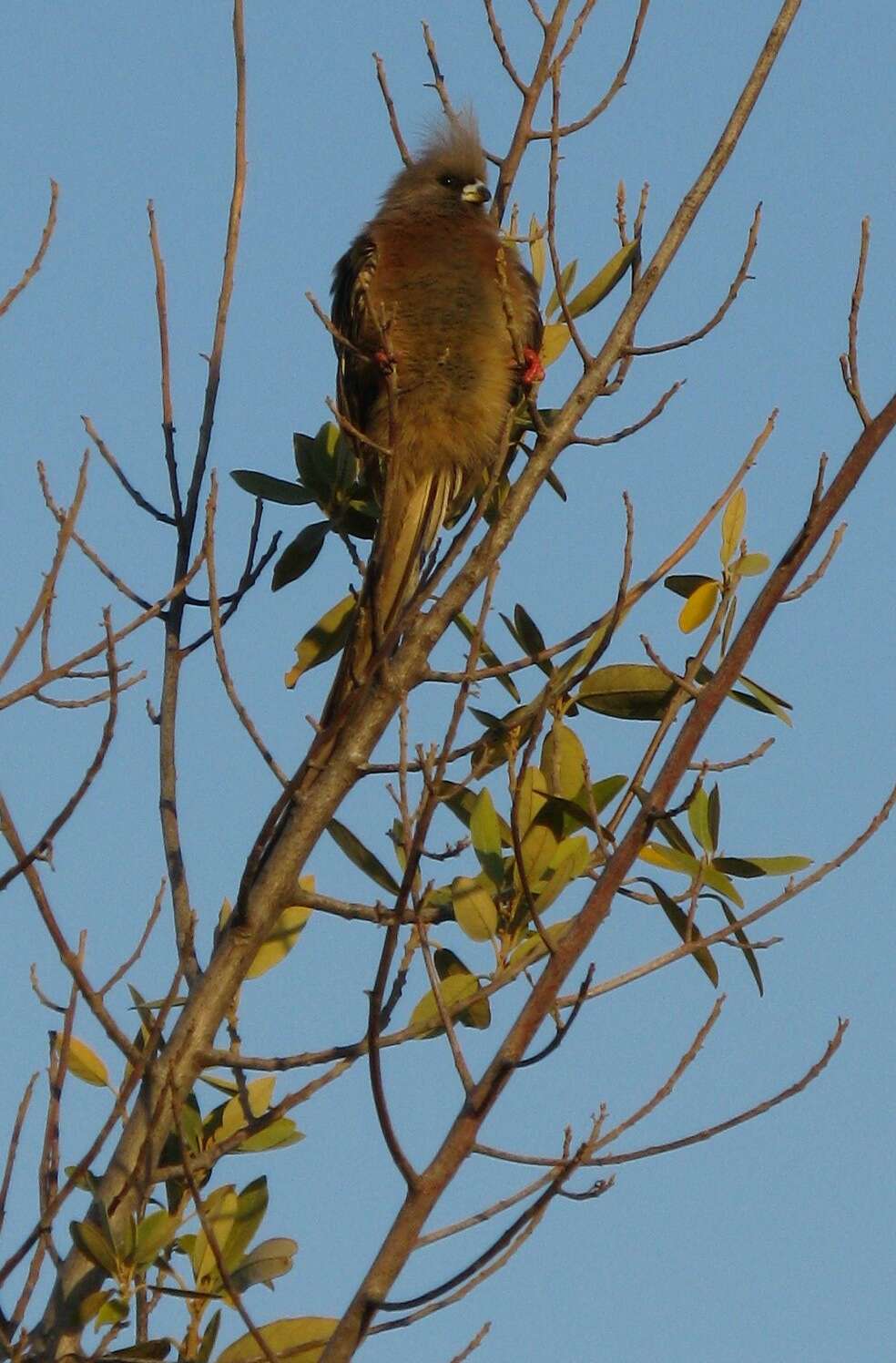 Image of White-backed Mousebird