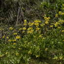 Image of Primula prolifera Wall.