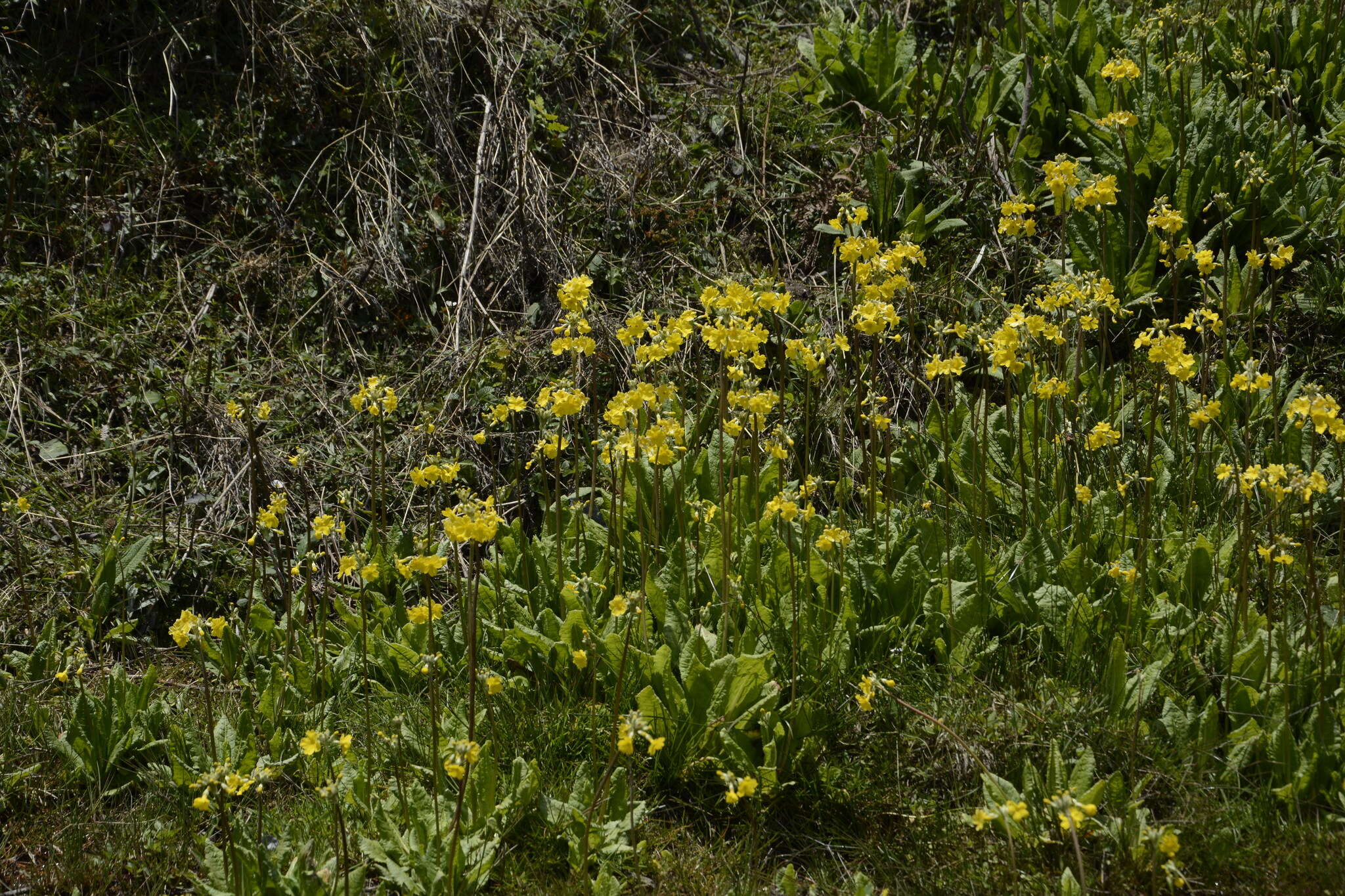 Image of Primula prolifera Wall.