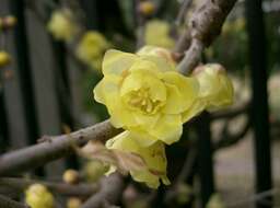 Image de Chimonanthus praecox (L.) Link