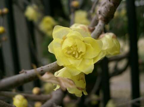 Image de Chimonanthus praecox (L.) Link