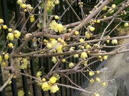 Image of Fragrant Wintersweet