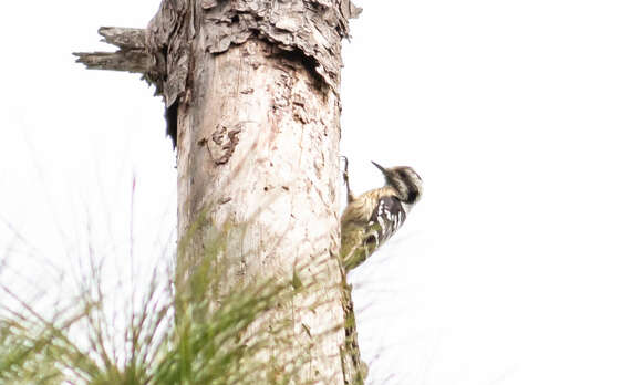 Image of Grey-capped Pygmy Woodpecker