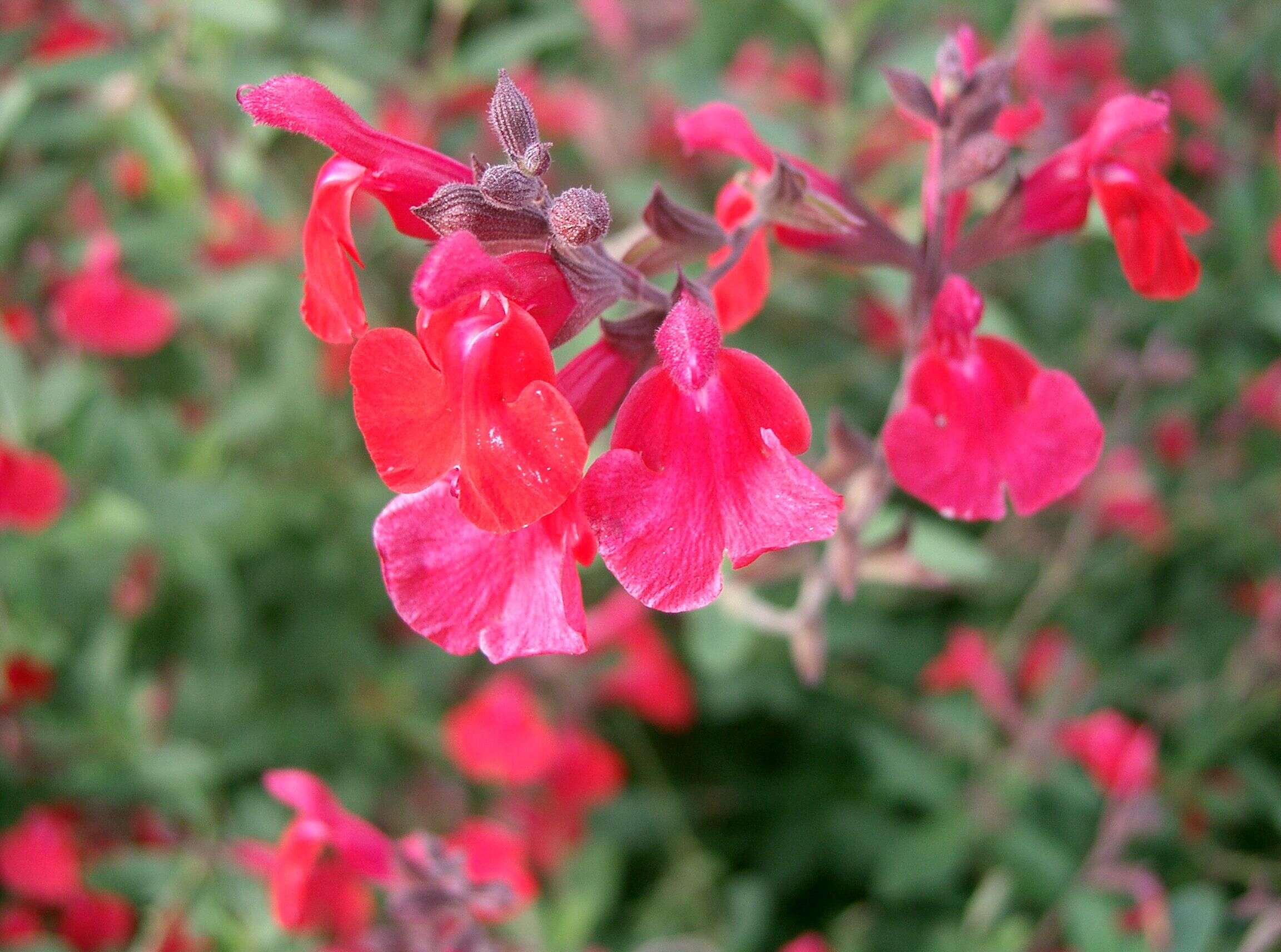 Salvia microphylla Kunth resmi