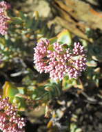 Image of Concertina plant