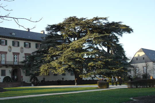 Image of Cedar of Lebanon