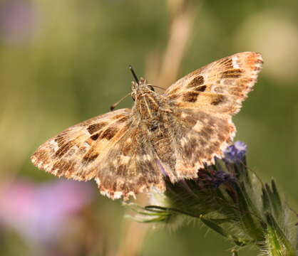 Image of Mallow Skipper