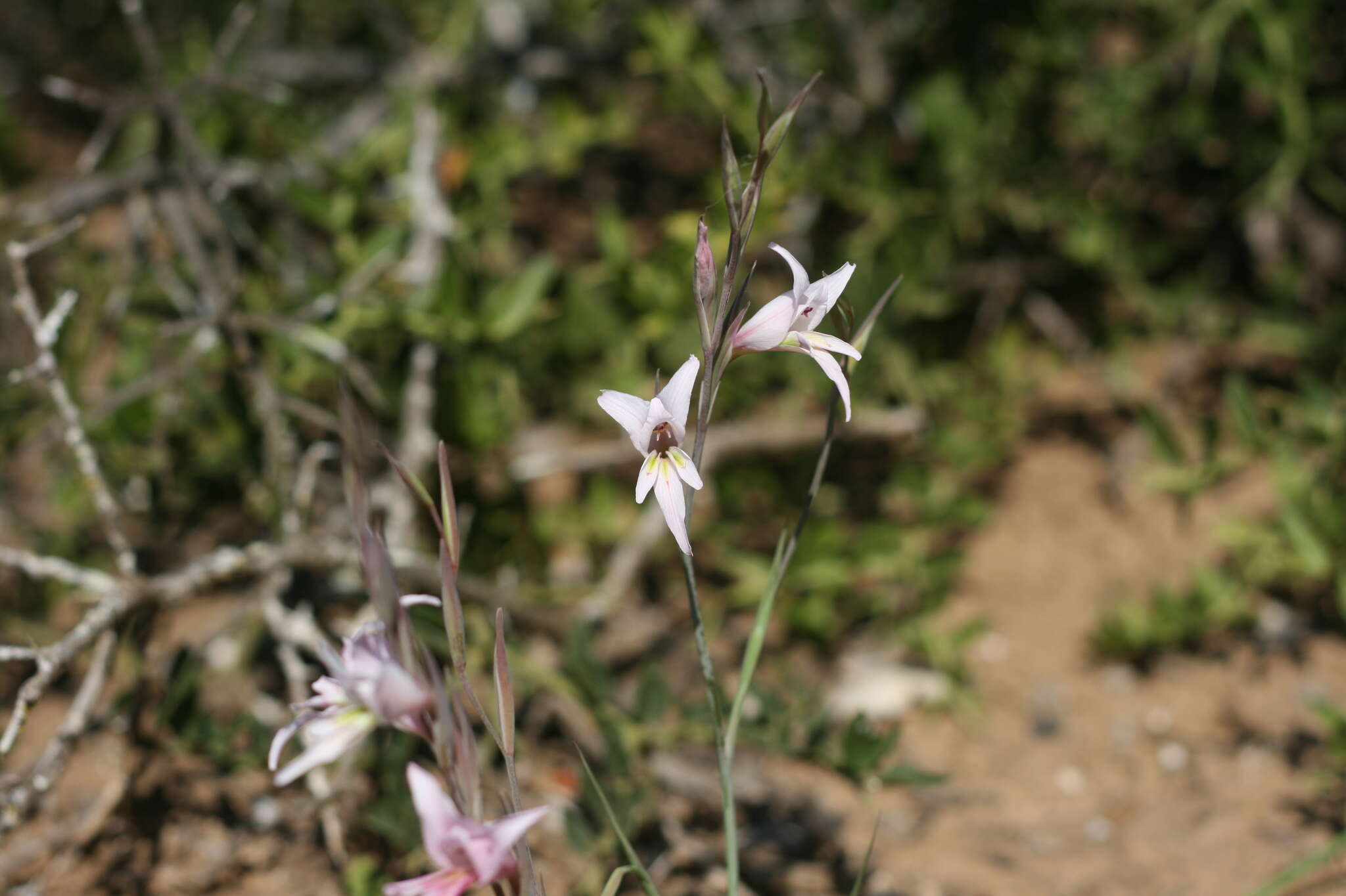 Gladiolus involutus D. Delaroche resmi