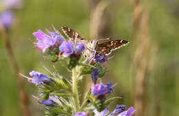 Image of Mallow Skipper