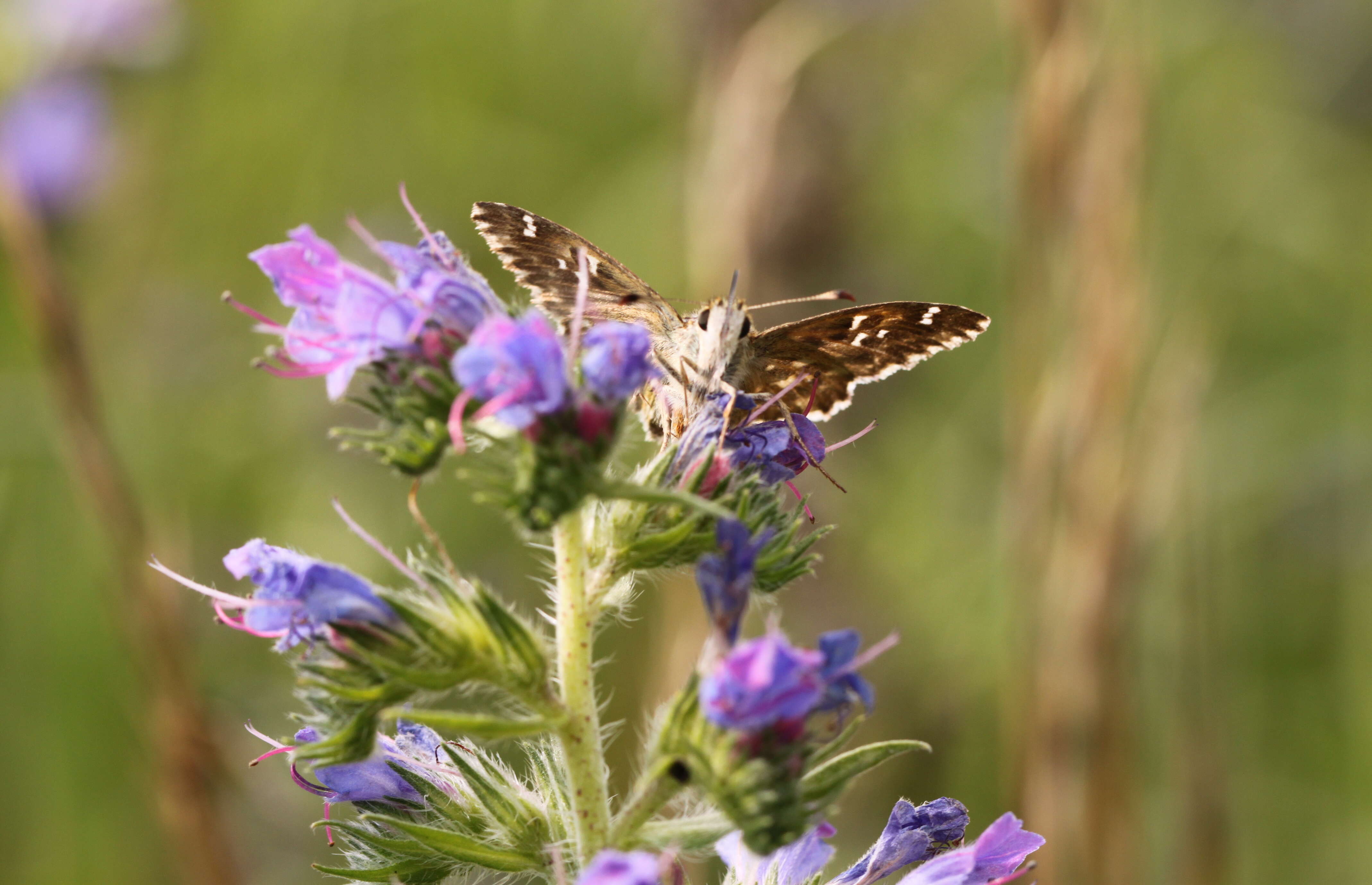 Image of Mallow Skipper