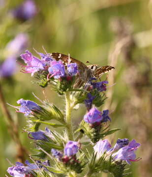 Image of Mallow Skipper