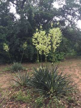 Image of Brazos River yucca