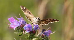 Image of Mallow Skipper