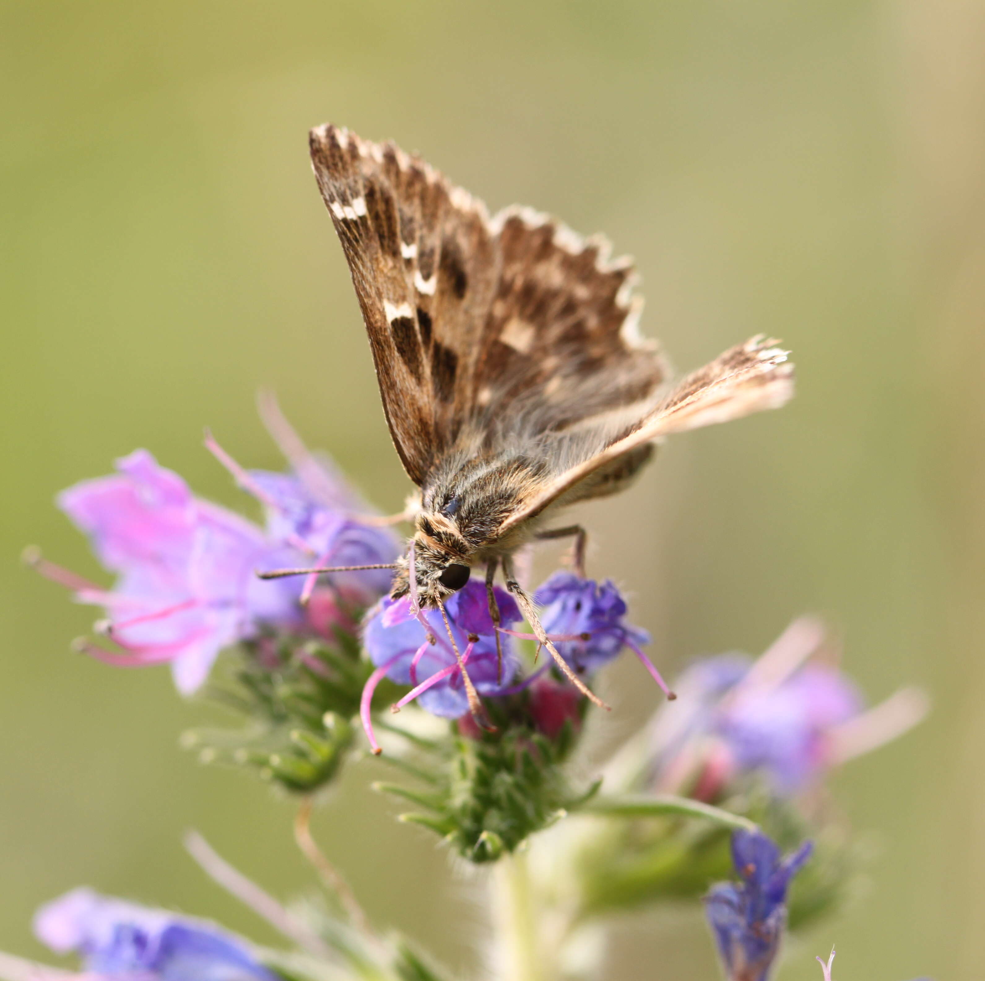 Image of Mallow Skipper