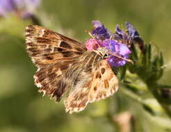 Image of Mallow Skipper