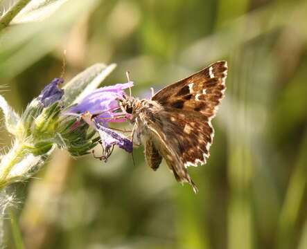 Image of Mallow Skipper