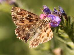 Image of Mallow Skipper