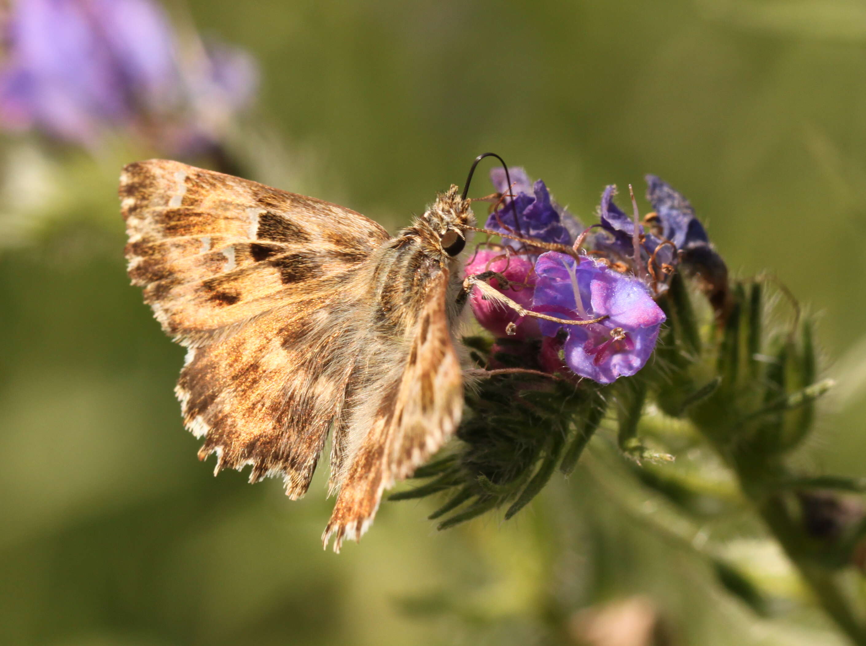 Image of Mallow Skipper