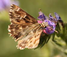 Image of Mallow Skipper