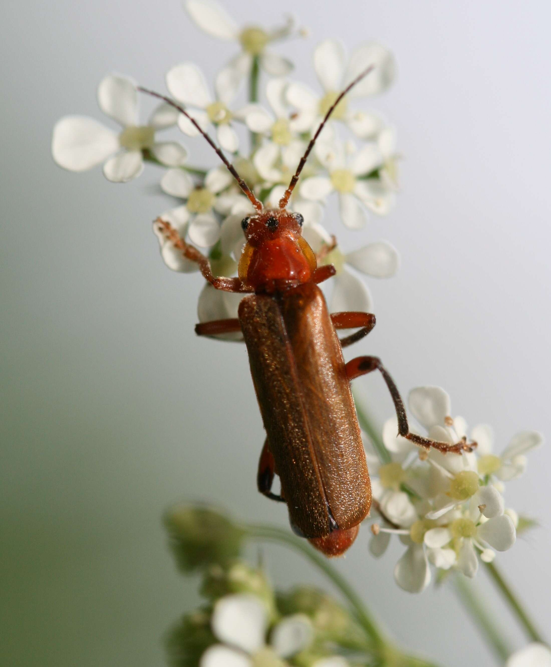 Image of Cantharis livida