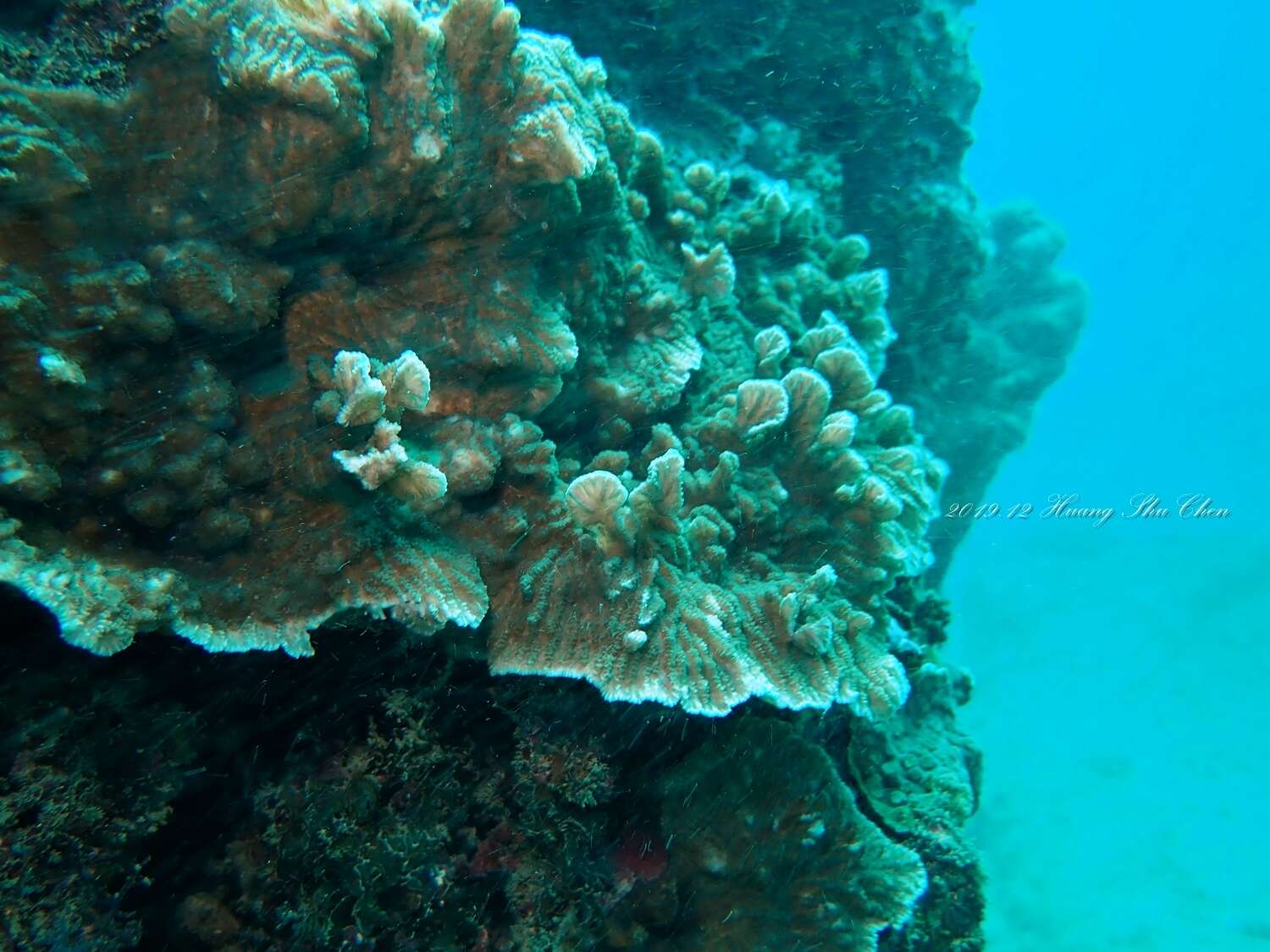 Image of crispy crust coral