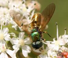 Sivun Chloromyia formosa (Scopoli 1763) kuva