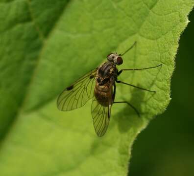 Image of Chrysopilus cristatus