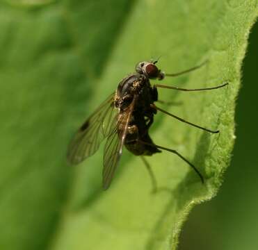 Image of Chrysopilus cristatus