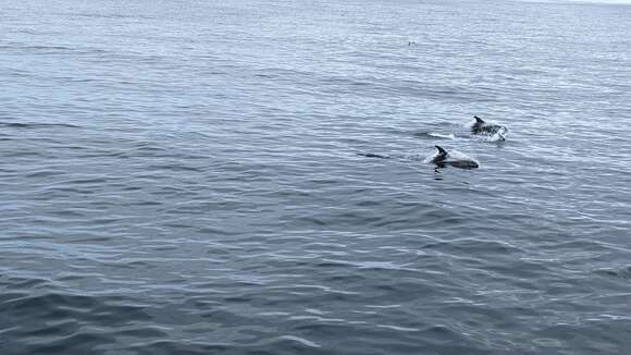 Image of White-beaked Dolphin